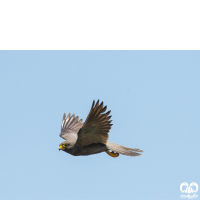 گونه شاهین دودی Sooty Falcon